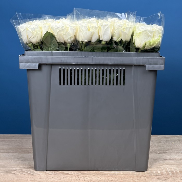 Роза 40 см Белая Каунтдаун