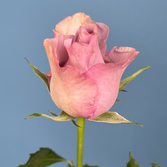 Роза 40 см Сиреневая Найтингейл