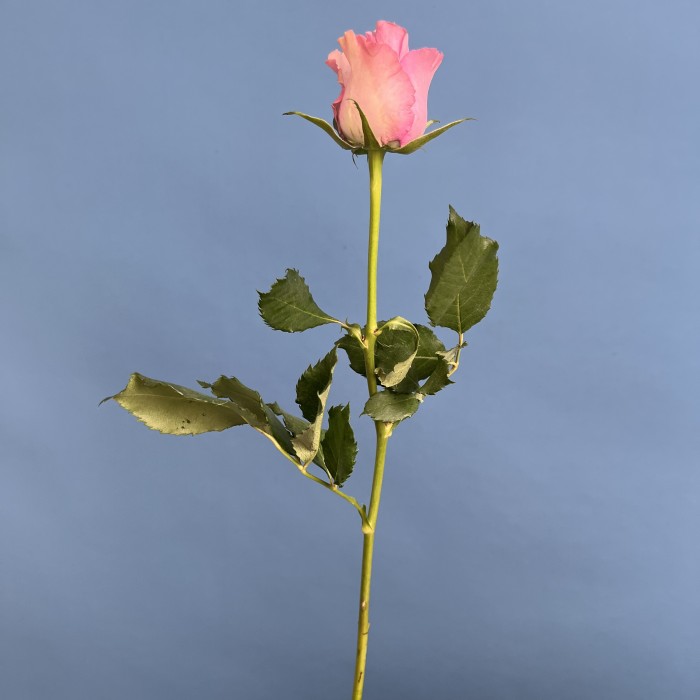 Роза 40 см Сиреневая Найтингейл