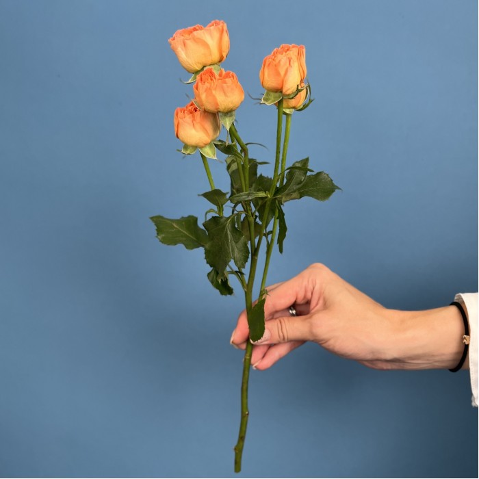 Кустовая пионовидная Роза Оранжевая Трендсеттер 40см