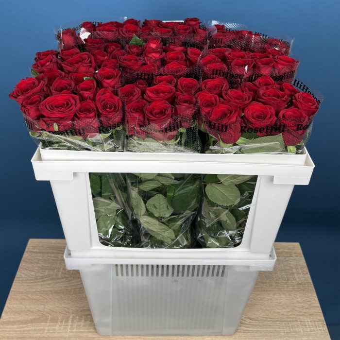 Роза 60 см Красная Ред Наоми