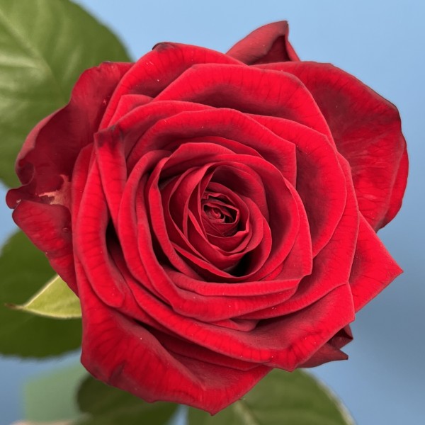 Роза 60 см Красная Ред Наоми