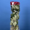 Роза 60 см Красная Ред Наоми
