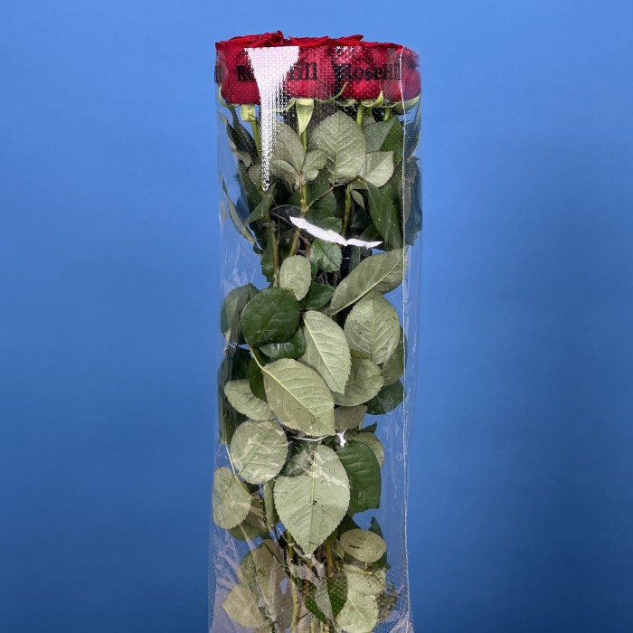 Роза 60 см Красная Ред Наоми