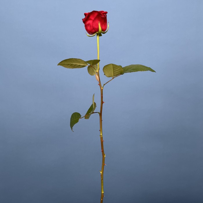 Роза 60 см Красная Ред Наоми