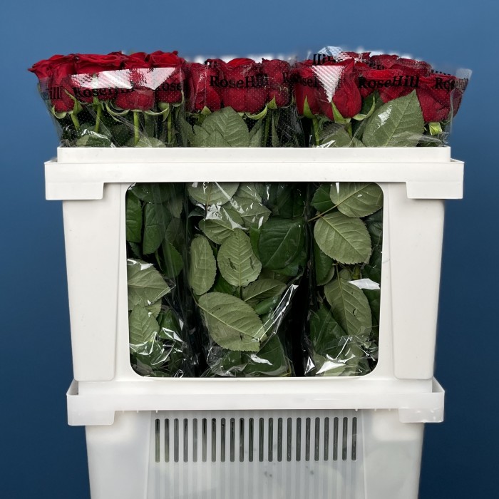 Роза 60 см Красная Ред Наоми