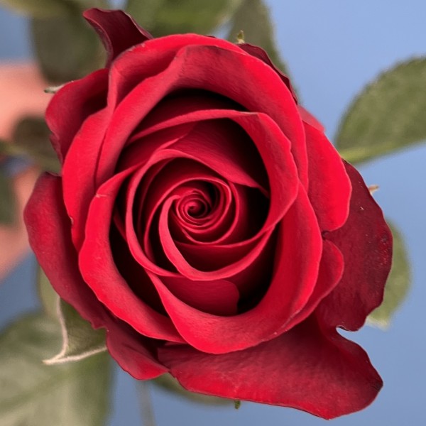 Роза 40 см Красная Мадам Рэд