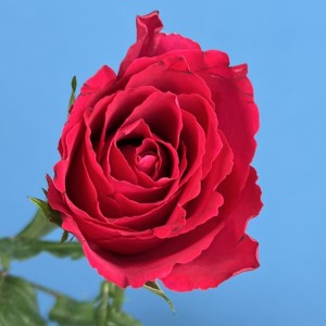 Роза 40 см Малиновая Такаци