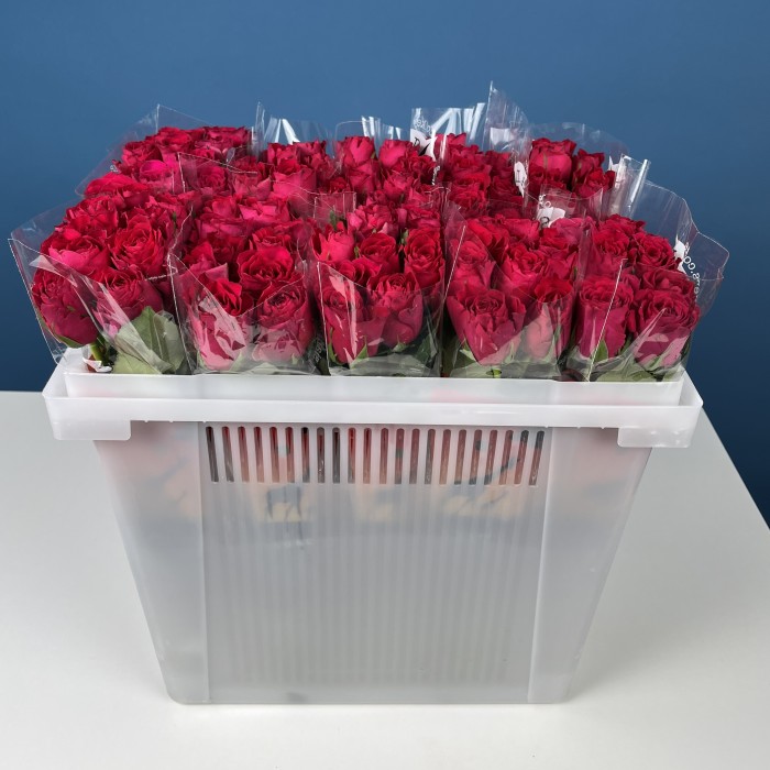 Роза 40 см Малиновая Такаци