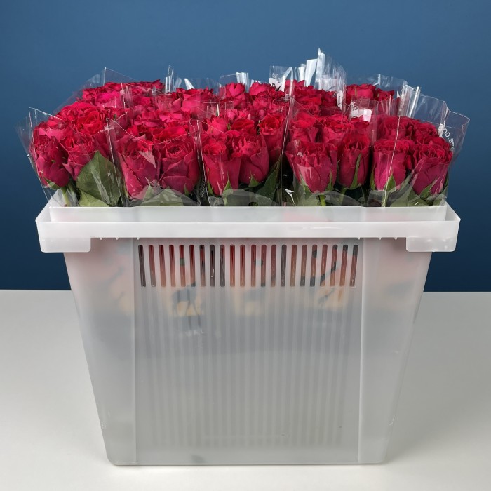 Роза 40 см Малиновая Такаци