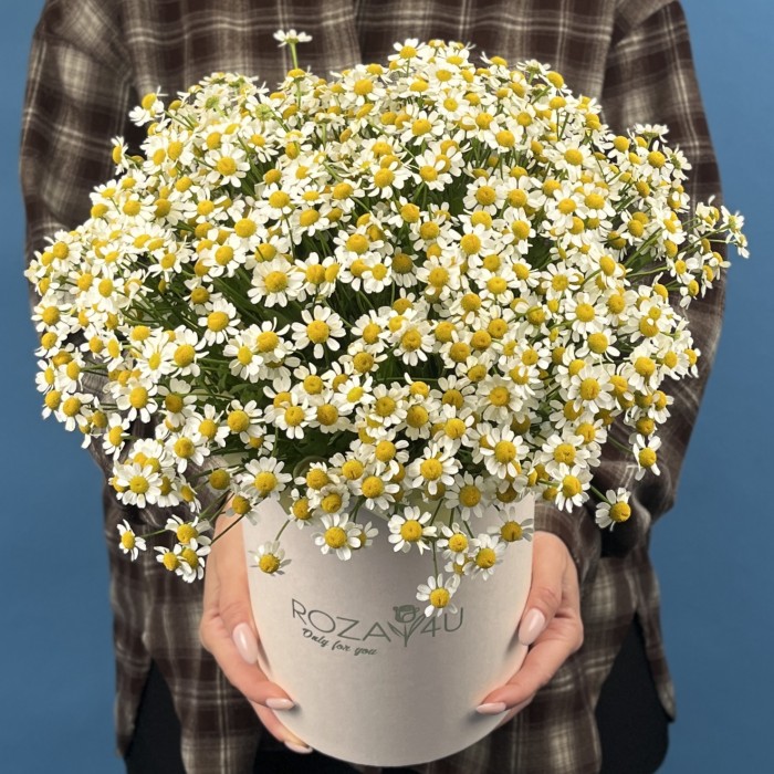 Коробка ромашек
