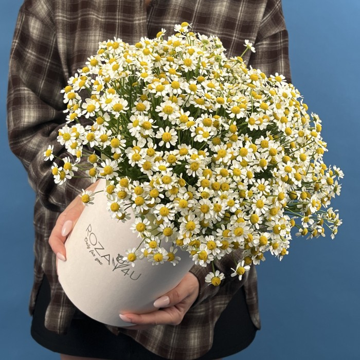 Коробка ромашек