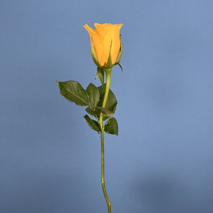 Роза 40 см Жёлтая