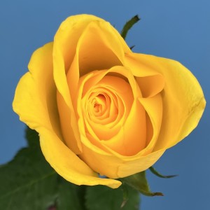 Роза 40 см Жёлтая