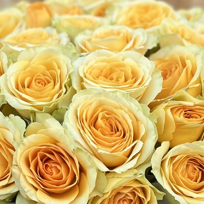 7 желтых пионовидных роз Бандолера в коробке