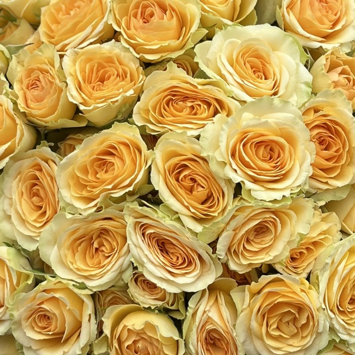 Кустовая пионовидная роза Бандолера