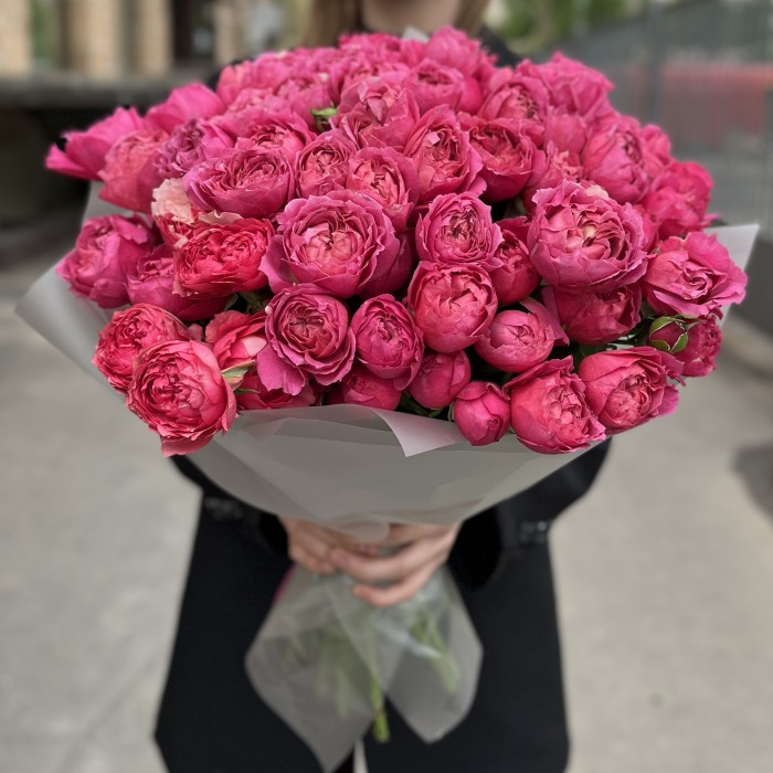 25 кустовых пионовидных роз Вишневая Джульетта