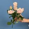 Кустовая Роза Шелби 40 см
