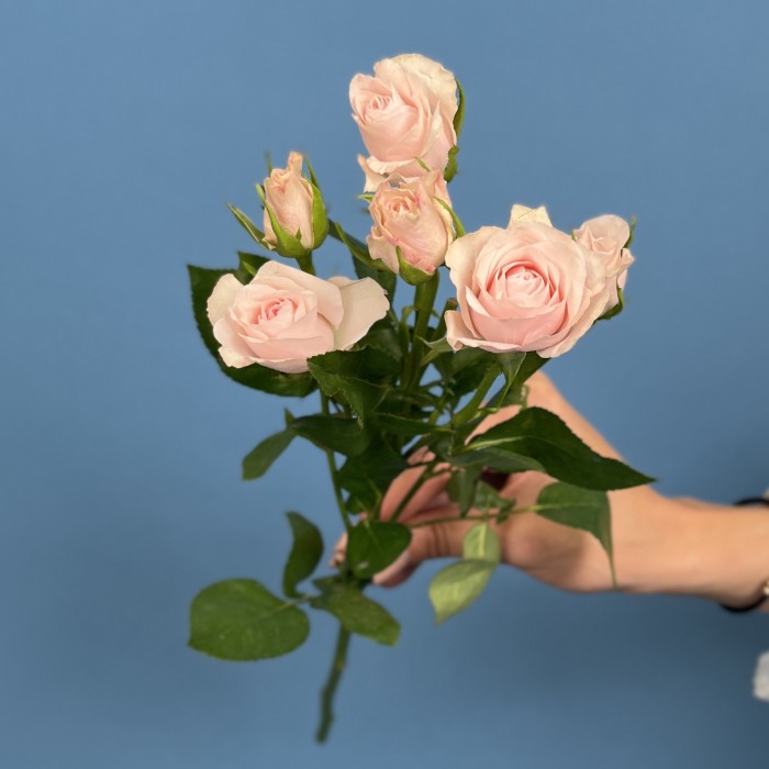 Кустовая Роза Шелби 40 см