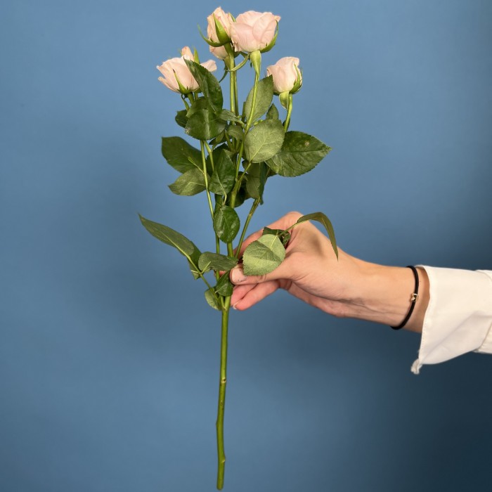 Кустовая Роза Шелби 40 см