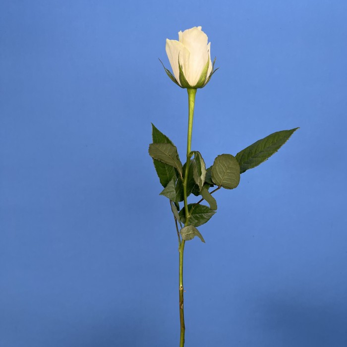 Роза 40 см Белая Атена