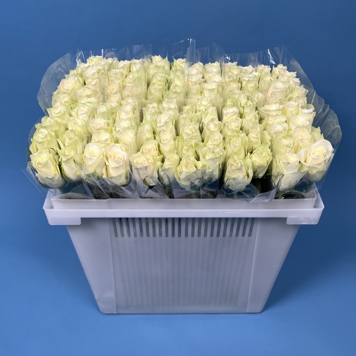 Роза 40 см Белая Атена