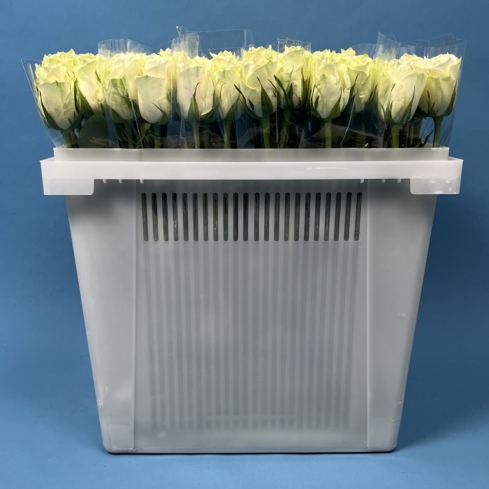 Роза 40 см Белая Атена