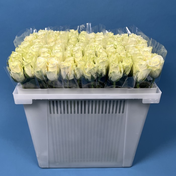 Роза 40 см Белая Атена