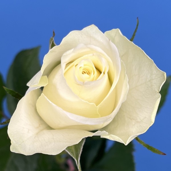 Роза 40 см Белая Атена