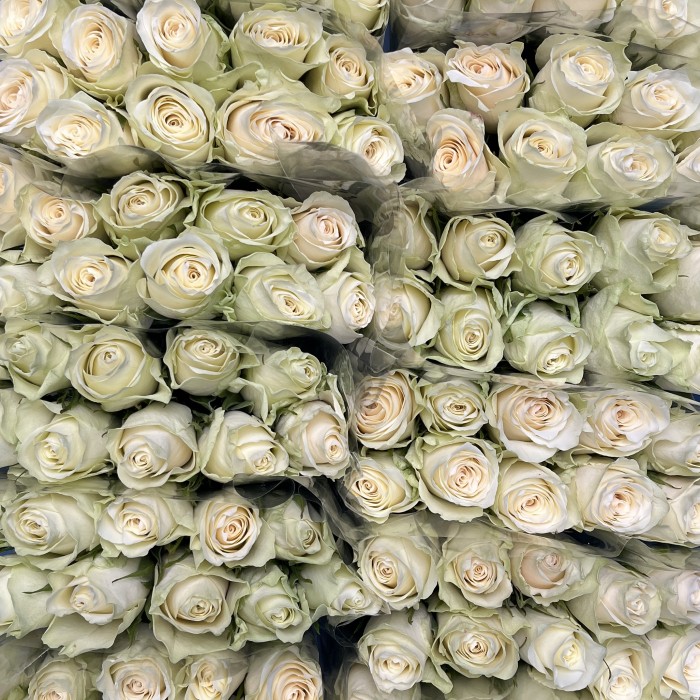 Роза 40 см Белая Атена