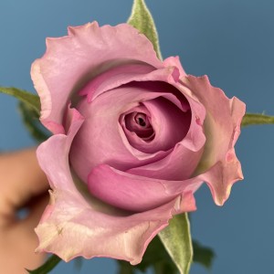 Роза 40 см Сиреневая Найтингейл