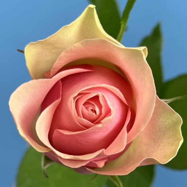 Роза 40 см Зелено-розовая Белл роз