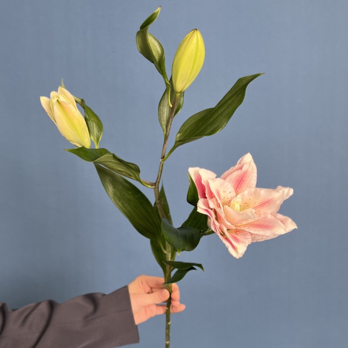 Лилия пионовидная розовая