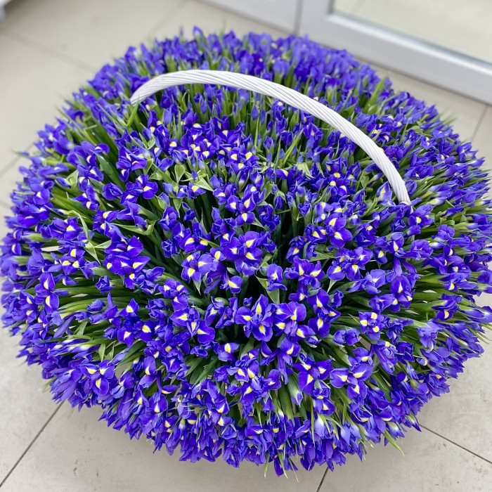 1001 синий ирис в корзине