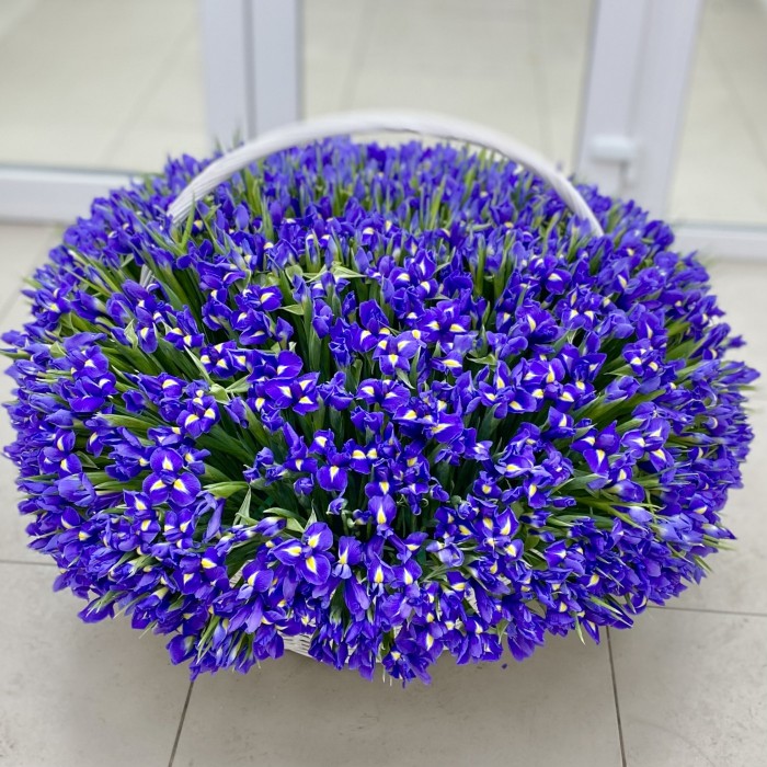 1001 синий ирис в корзине