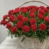 100 красных гвоздик в корзине