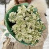 17 ароматных белых маттиол