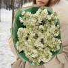 17 ароматных белых маттиол