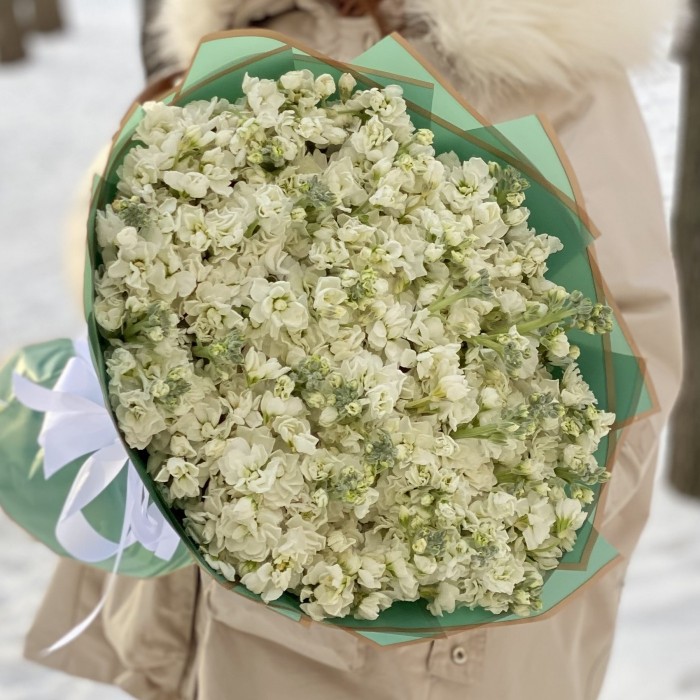 51 ароматная белая маттиола