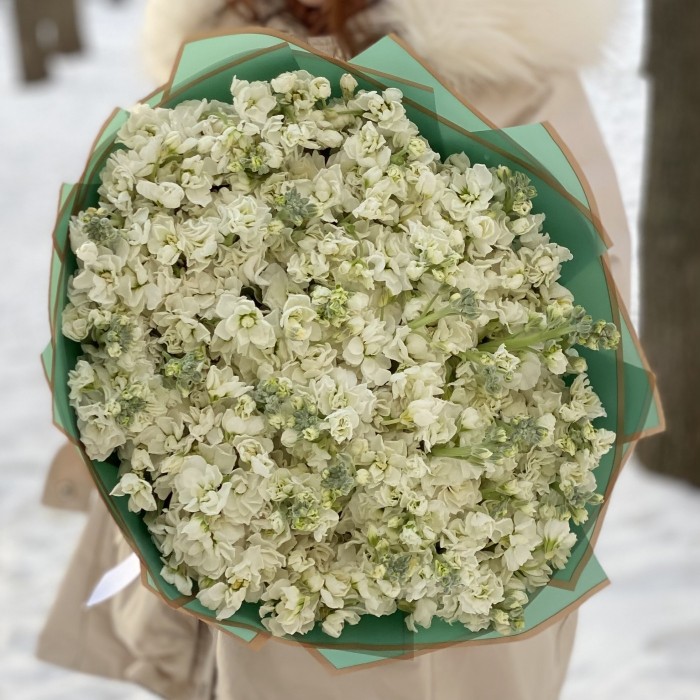 51 ароматная белая маттиола