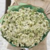 51 ароматная белая маттиола
