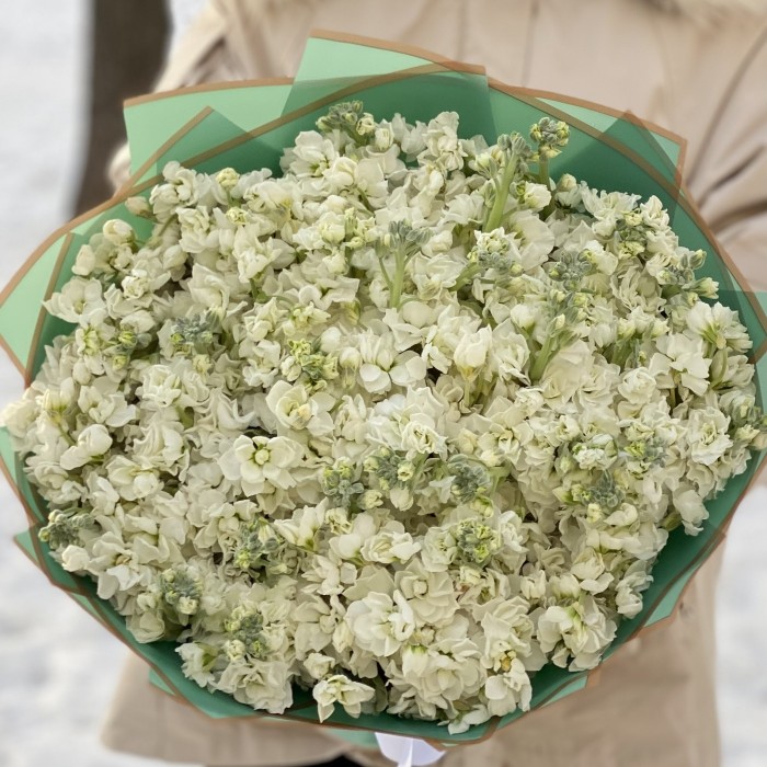 51 ароматная белая маттиола