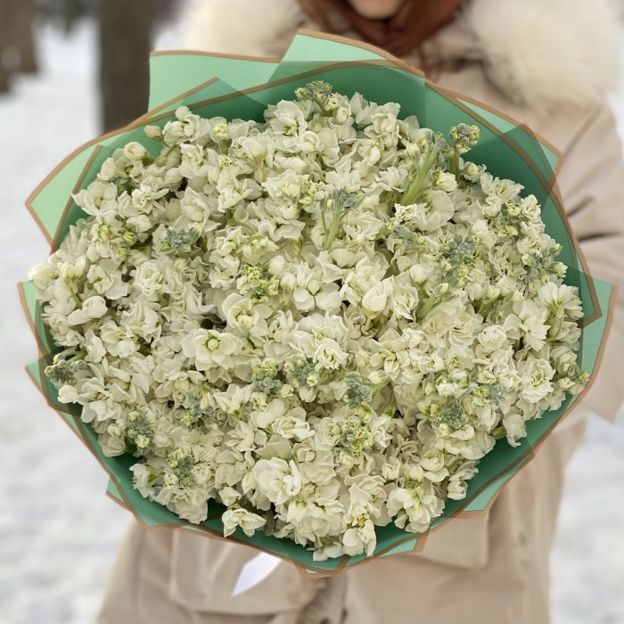 51 ароматная белая маттиола