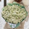 51 ароматная белая маттиола