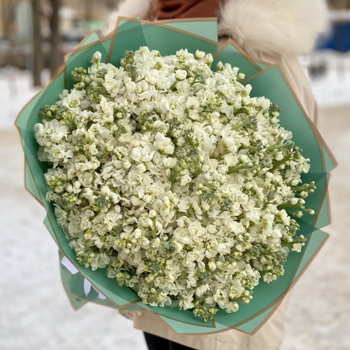 101 ароматная белая маттиола