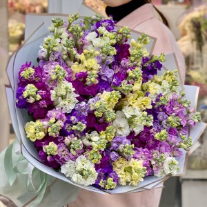 51 ароматная маттиола