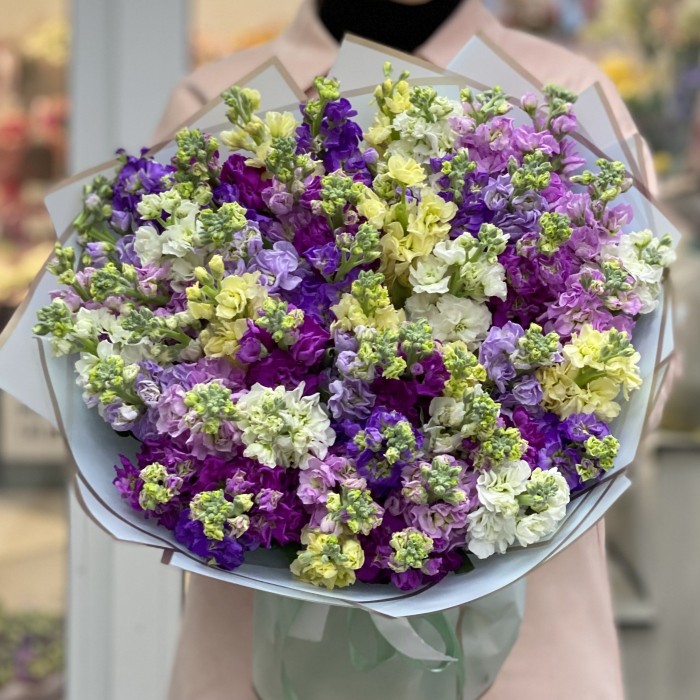 51 ароматная маттиола