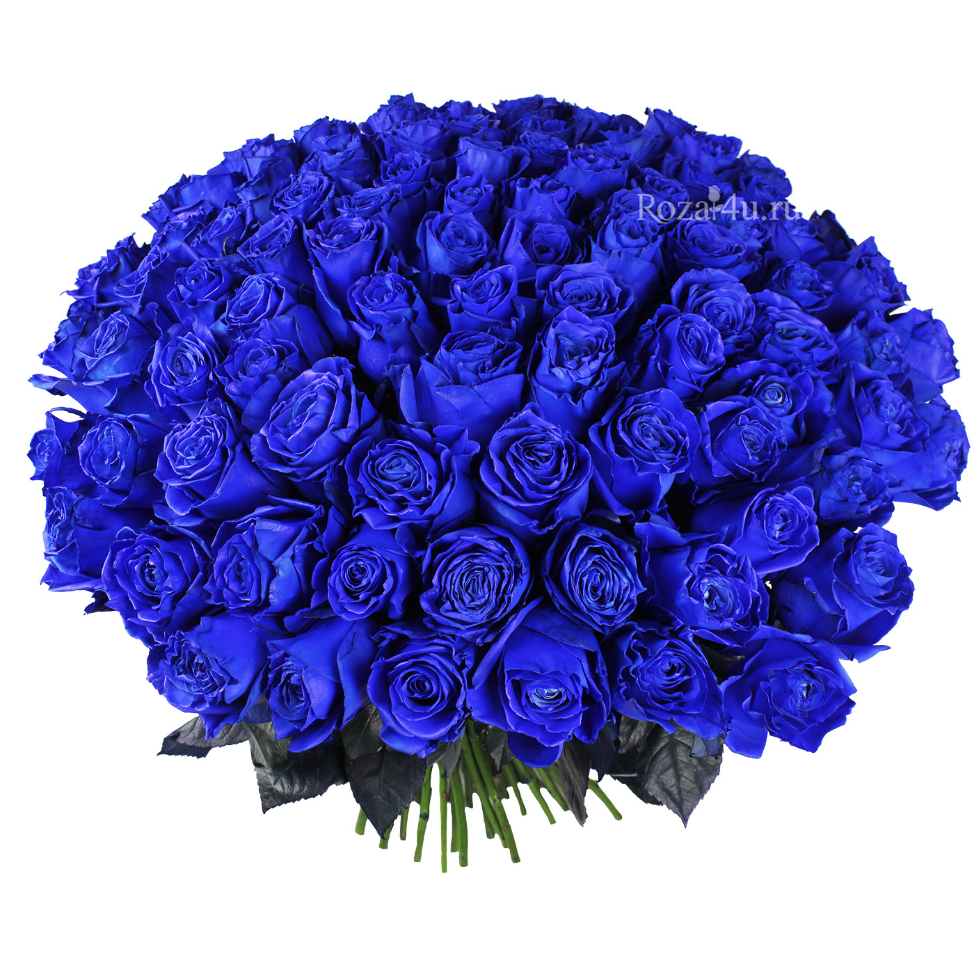 розы синего цвета