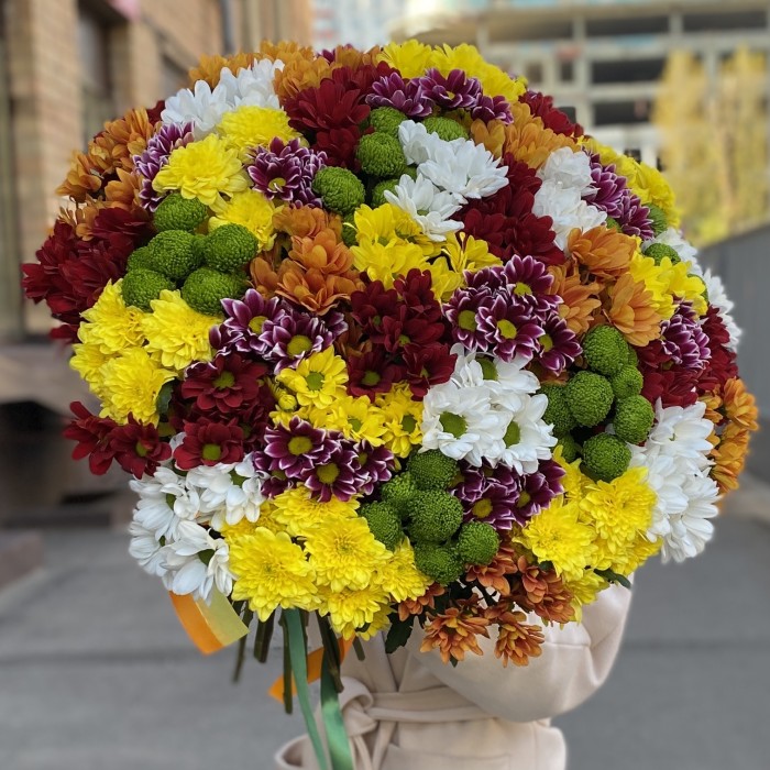 51 кустовая хризантема Яркий Mix