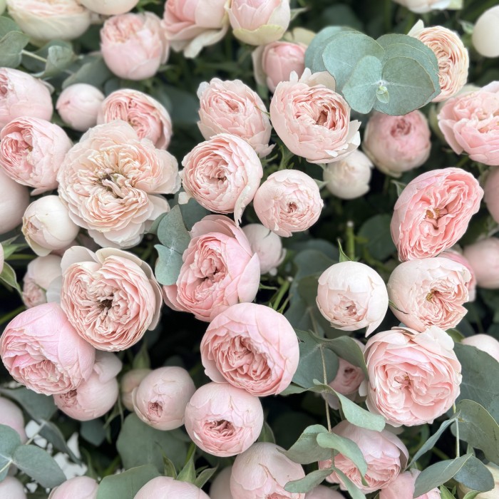 101 кустовая пионовидная роза Мансфилд Парк в коробке с эвкалиптом